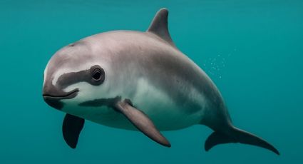 Vaquita marina, el ser acuático del Golfo que lucha por sobrevivir en nuestra memoria