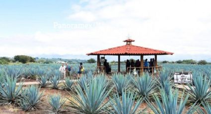 Ruta del Tequila desde Guadalajara: guía de viaje para disfrutar el 15 de septiembre