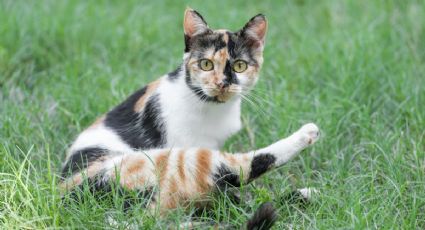 Descubre el Parque de los Gatos en Lima: Un paraíso felino para tu viaje por Perú