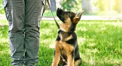 La historia del cachorro policía que fue rescatado en las calles de la CDMX
