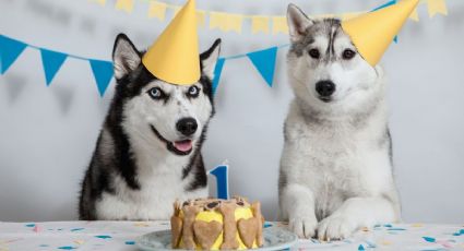 Perrito se hace viral por llegar a una fiesta de cumpleaños con todo y regalo