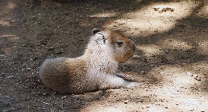 Conoce al tierno capibara bebé del Bioparque Estrella en Nuevo León