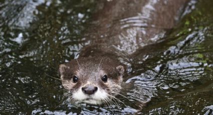 Turista rescata y adopta a una nutria bebé que nadaba sola en una poza cristalina