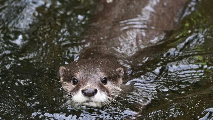 Turista rescata y adopta a una nutria bebé que nadaba sola en una poza cristalina