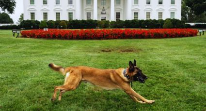 La Casa Blanca celebra el Día del Perro en EU mostrando a sus adorables lomitos