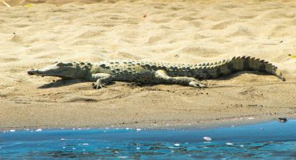 Turista escapa de un cocodrilo durante su viaje a la playa y se hace viral