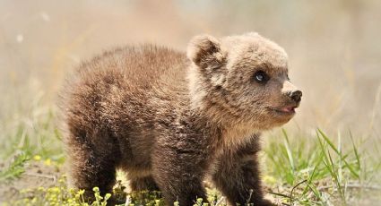 Familia rescata a un oso bebé que estaba perdido en la carretera y así fue el tierno momento