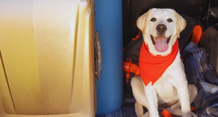 Viajes desde el AIFA: Cuánto cobran para viajar con tu mascota en avión