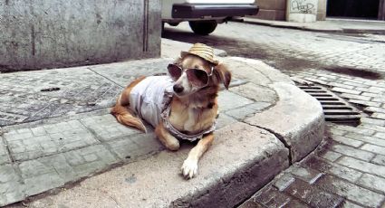 Perritos viajeros recorren las calles de San Miguel de Allende y conquistan las redes sociales