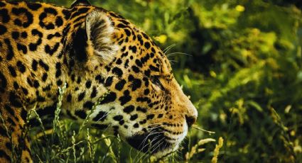 Festival Jaguar Maya llega a Chiapas para deleitarte con actividades culturales: FECHAS