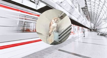 ¡Héroes! Rescatan a lechuza que deambulaba por las instalaciones de la Línea 12 del Metro de la CDMX