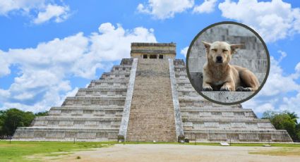 Viral: El perrito que enterneció a turistas en Chichén Itzá al subir la pirámide y aullar al cielo