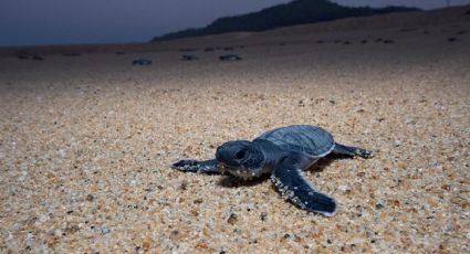 Descubre la playa en Michoacán donde las tortugas negras encuentran un hogar... y tú, un descanso"