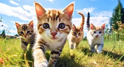 Tomorrow Cat: La experiencia GRATIS en la CDMX para festejar a tu minino este finde