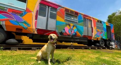 Así es el vagón del Metro con servicio veterinario para los perritos rescatados