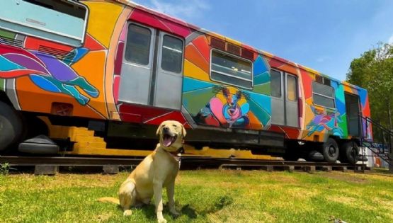 Así es el vagón del Metro con servicio veterinario para los perritos rescatados