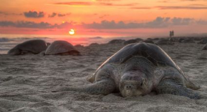 Estas son TODAS las especies de tortugas marinas que viven en el Golfo de México