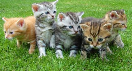 Día Internacional del Gato: La isla de Japón que es un santuario de felinos