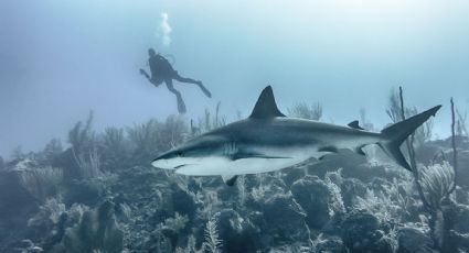 Megalodón en cenote de Quintana Roo, buzo realiza increíble hallazgo en México