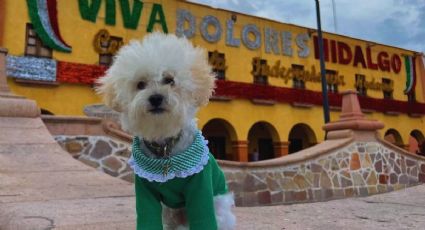 El tierno perrito viajero que roba miradas en Dolores Hidalgo durante las Fiestas Patrias