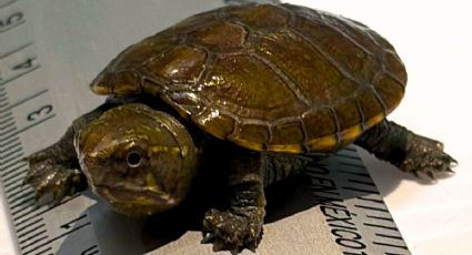‘Migaja’, la tortuga cuya especie está en peligro crítico de extinción y puedes conocer en Guadalajara