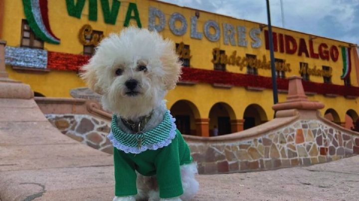 El tierno perrito viajero que roba miradas en Dolores Hidalgo durante las Fiestas Patrias
