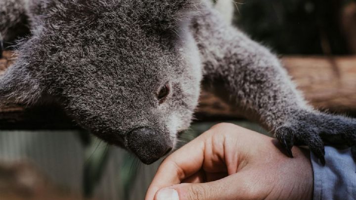 Turista se convierte en héroe al salvar a un koala en una laguna