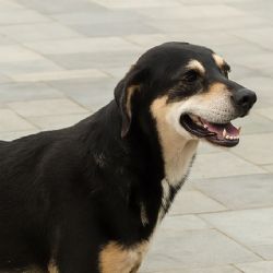 Perrito roba corazón a turistas alemanes en Grecia y así cambia su triste historia