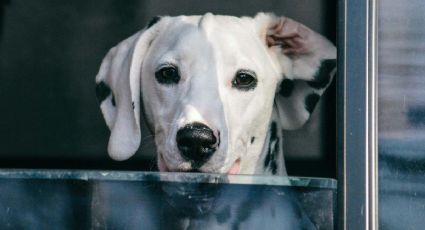 Tren Maya comparte las fotos de perritos viajando a bordo de sus vagones y conquistan corazones