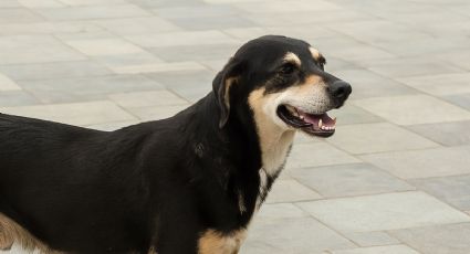Perrito roba corazón a turistas alemanes en Grecia y así cambia su triste historia