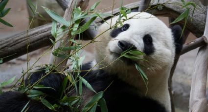 Chapultepec celebra 50 años de sus pandas: la historia de Ying Ying, Pe Pe y Tohui que marcó a México