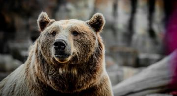 La historia del oso policía que patrulla las calles de Rusia y puedes conocer en tus viajes