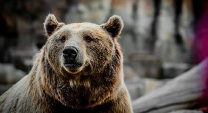 La historia del oso policía que patrulla las calles de Rusia y puedes conocer en tus viajes