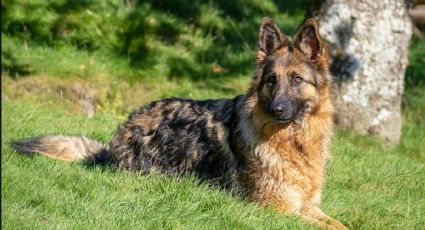 Arkadas, el perrito donado por Turquía a México y que orgulloso participa en el Desfile Militar