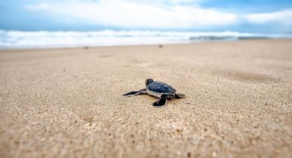 Así puedes conocer a la tortuga más pequeña del mundo que nació en Guadalajara