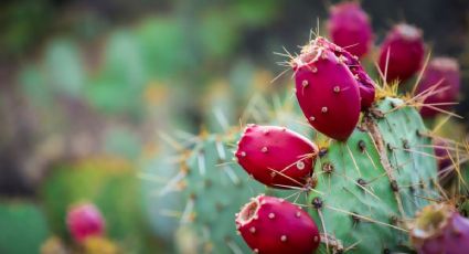Día del Nopal: los destinos de México donde puedes disfrutar este platillo