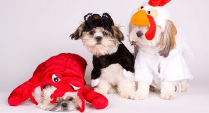 Perrito modelo conquista a los internautas al posar para las fotos con sus vestidos coquetos