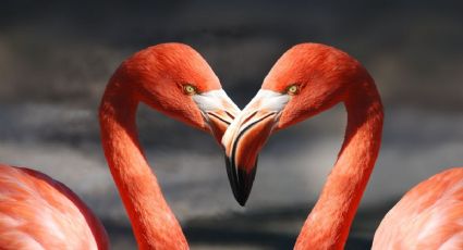 El Pueblo Mágico de Yucatán donde observar flamencos rosados en una experiencia inolvidable