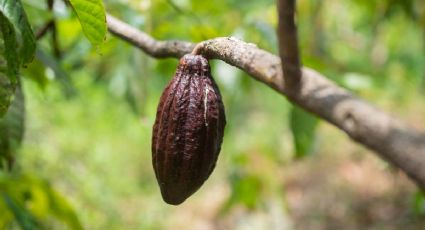 Día del Cacao y el Chocolate: la ruta del cacao que puedes disfrutar en tus viajes por Tabasco