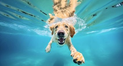 Perrito nada por primera vez en sus vacaciones y conquista las redes sociales