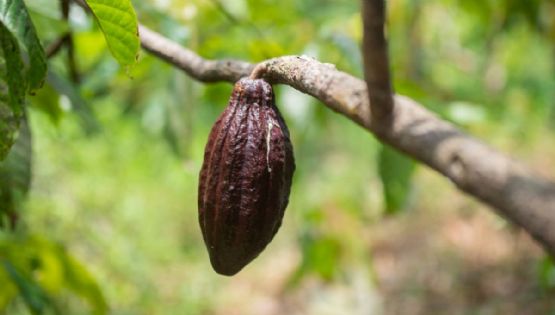 Día del Cacao y el Chocolate: la ruta del cacao que puedes disfrutar en tus viajes por Tabasco