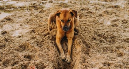 Así fue el último viaje a la playa de un perrito que conmovió al despedirse con un castillo de arena