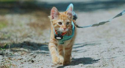 Rusty, la historia del gatito senderista que ama viajar entre montañas