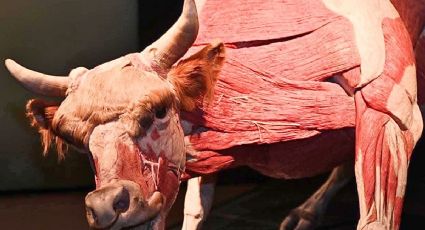 Body Worlds: Animal Inside Out llega a México con 100 ejemplares únicos y fascinantes