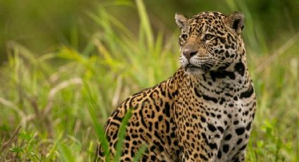 Niña rescató a un leopardo en la carretera y así se convirtieron en mejores amigas