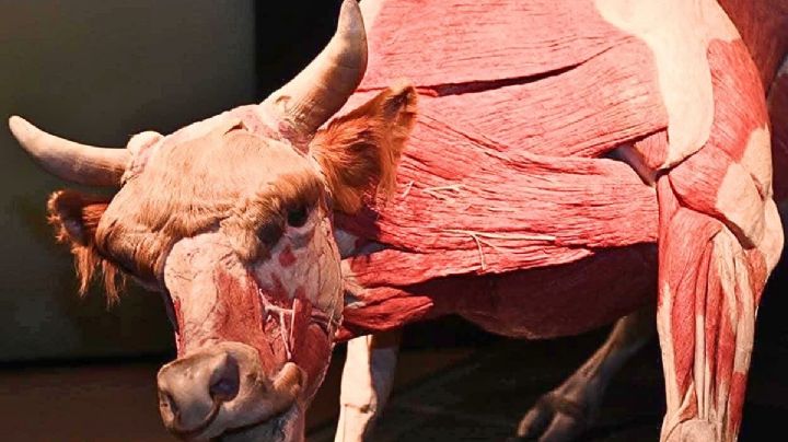 Body Worlds: Animal Inside Out llega a México con 100 ejemplares únicos y fascinantes