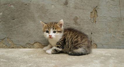 Los gatitos que viven en la Muralla China, la historia que te llevará a disfrutar tu recorrido