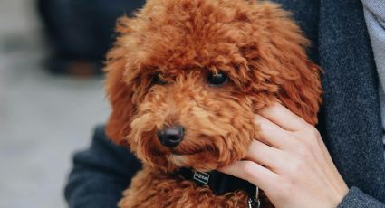Así fue la emocionante reacción de un perrito al recibir a su dueña en el aeropuerto