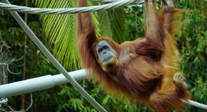 Zoológico de Guadalajara anuncia entradas en 1 peso para estas FECHAS
