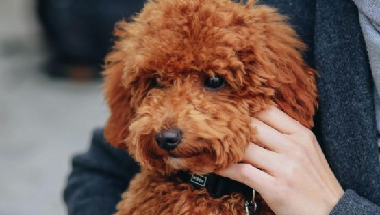 Así fue la emocionante reacción de un perrito al recibir a su dueña en el aeropuerto